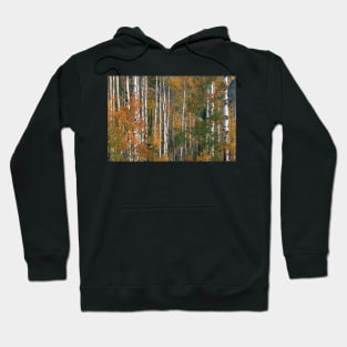 Quaking Aspen Trees In Fall Colors Lost Lake Gunnison National Fores Hoodie